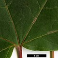 SpeciesSub: subsp. sinicum SpeciesSub: subsp. sinicum